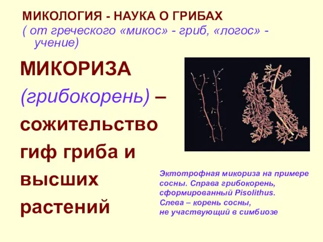 МИКОЛОГИЯ - НАУКА О ГРИБАХ ( от греческого «микос» - гриб, «логос»