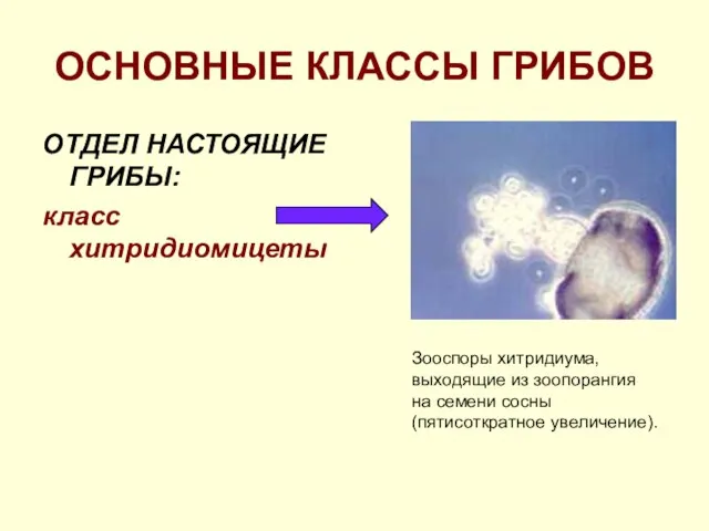 ОСНОВНЫЕ КЛАССЫ ГРИБОВ ОТДЕЛ НАСТОЯЩИЕ ГРИБЫ: класс хитридиомицеты Зооспоры хитридиума, выходящие из