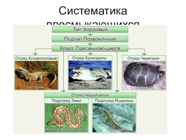 Систематика пресмыкающихся