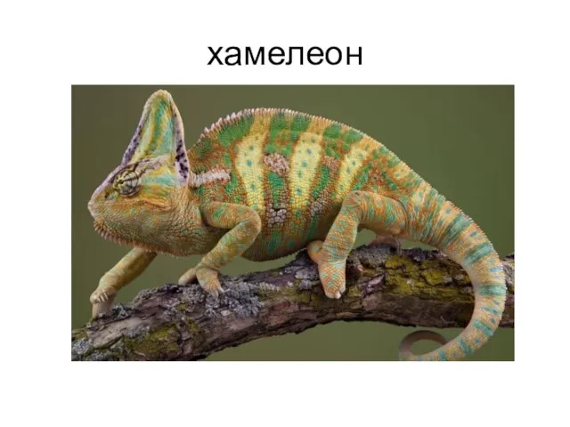 хамелеон