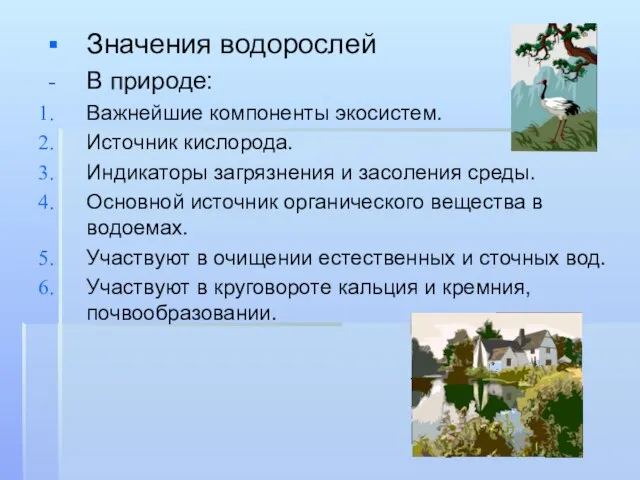 Значения водорослей В природе: Важнейшие компоненты экосистем. Источник кислорода. Индикаторы загрязнения и