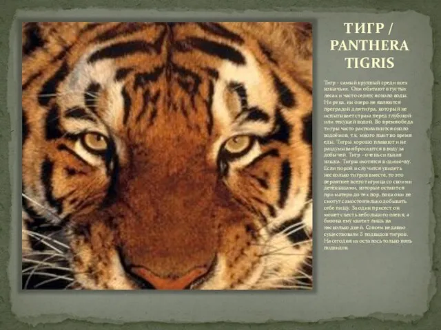 ТИГР / PANTHERA TIGRIS Тигр - самый крупный среди всех кошачьих. Они