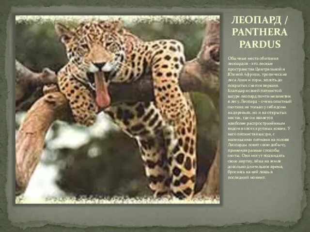 ЛЕОПАРД / PANTHERA PARDUS Обычные места обитания леопардов - это лесные пространства