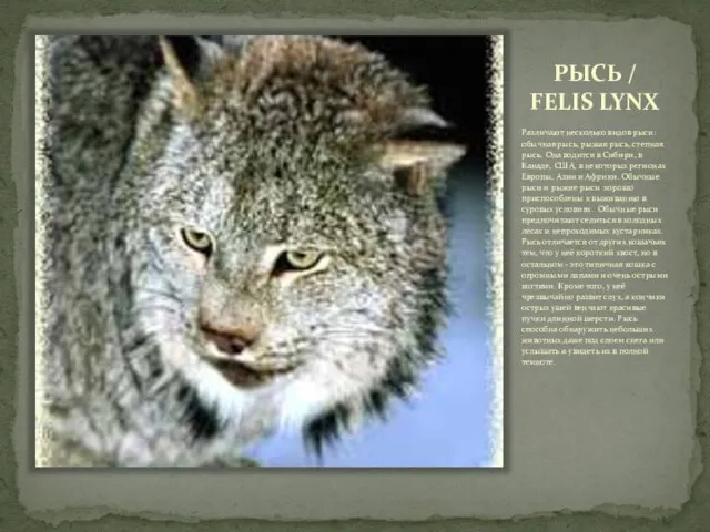 РЫСЬ / FELIS LYNX Различают несколько видов рыси: обычная рысь, рыжая рысь,