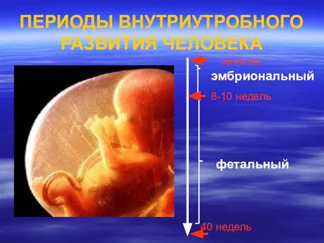 ПЕРИОДЫ ВНУТРИУТРОБНОГО РАЗВИТИЯ ЧЕЛОВЕКА эмбриональный фетальный 8-10 недель 40 недель зачатие