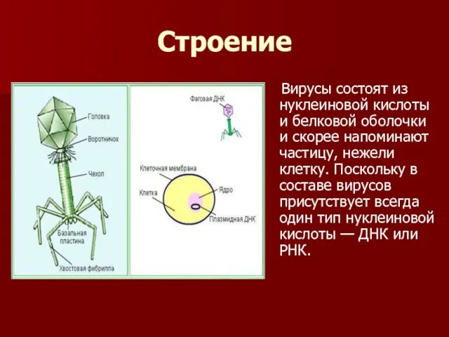 Строение Вирусы состоят из нуклеиновой кислоты и белковой оболочки и скорее напоминают