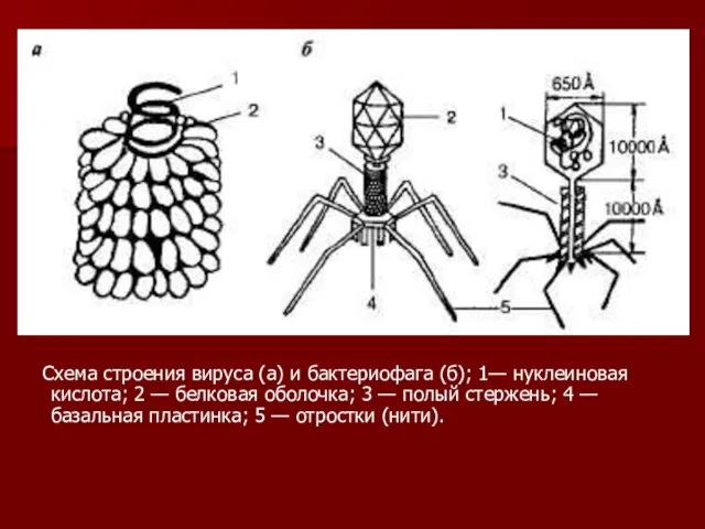 Схема строения вируса (а) и бактериофага (б); 1— нуклеиновая кислота; 2 —