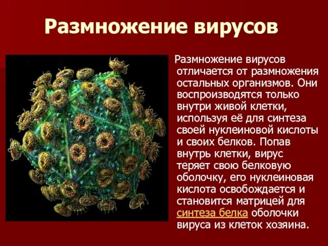 Размножение вирусов Размножение вирусов отличается от размножения остальных организмов. Они воспроизводятся только