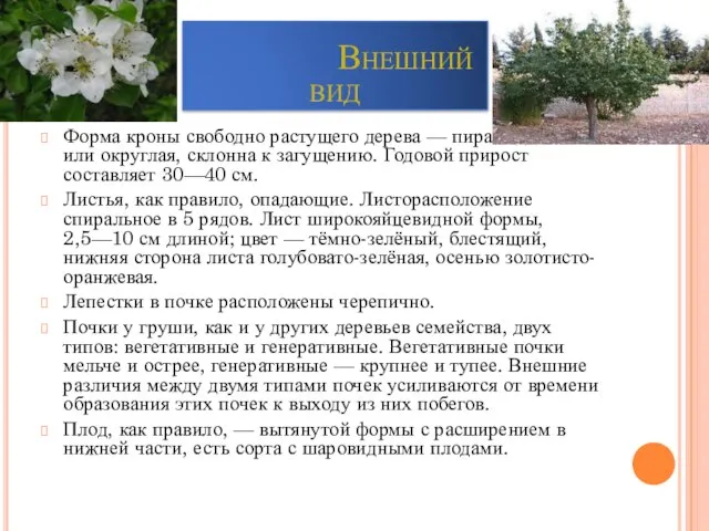 Внешний вид Форма кроны свободно растущего дерева — пирамидальная или округлая, склонна