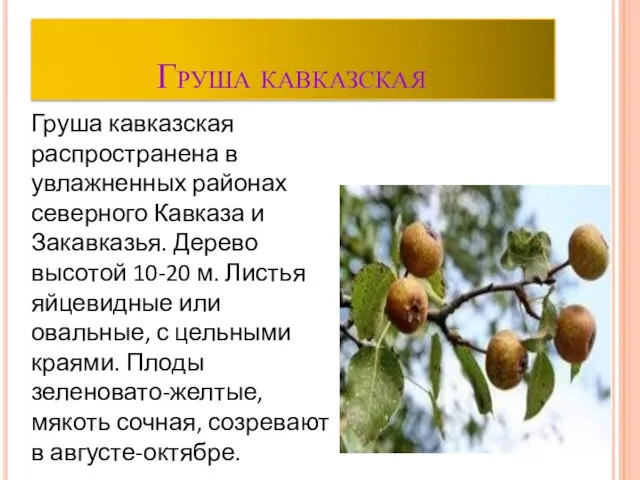 Груша кавказская Груша кавказская распространена в увлажненных районах северного Кавказа и Закавказья.