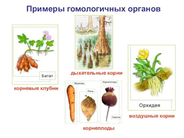 Примеры гомологичных органов корневые клубни дыхательные корни воздушные корни корнеплоды