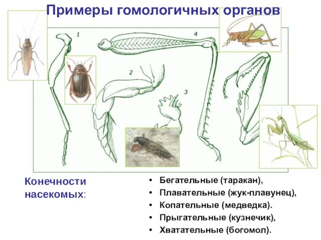 Бегательные (таракан), Плавательные (жук-плавунец), Копательные (медведка). Прыгательные (кузнечик), Хватательные (богомол). Конечности насекомых: Примеры гомологичных органов