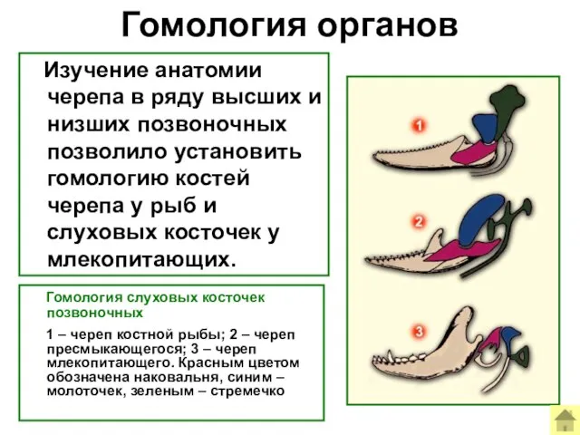 Гомология органов Гомология слуховых косточек позвоночных 1 – череп костной рыбы; 2