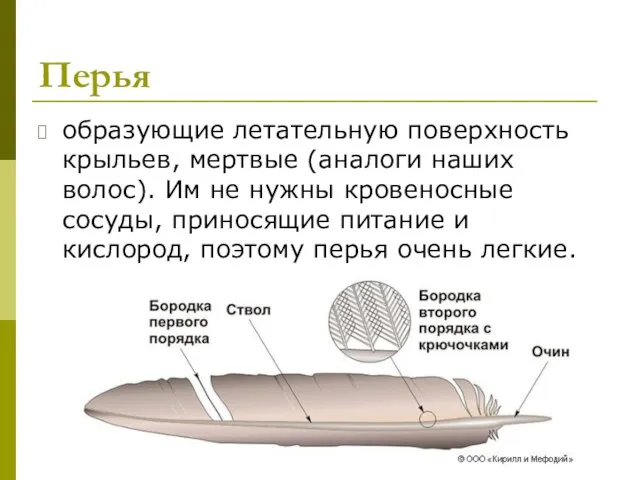 Перья образующие летательную поверхность крыльев, мертвые (аналоги наших волос). Им не нужны