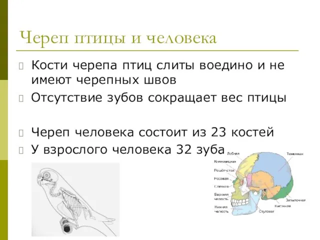 Череп птицы и человека Кости черепа птиц слиты воедино и не имеют