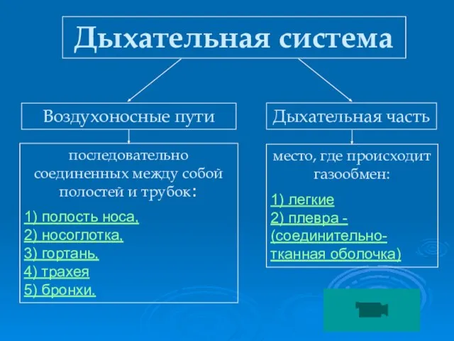 Дыхательная система Дыхательная часть Воздухоносные пути последовательно соединенных между собой полостей и