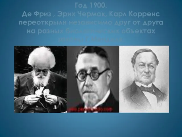 Год 1900. Де Фриз , Эрих Чермак, Карл Корренс переоткрыли независимо друг