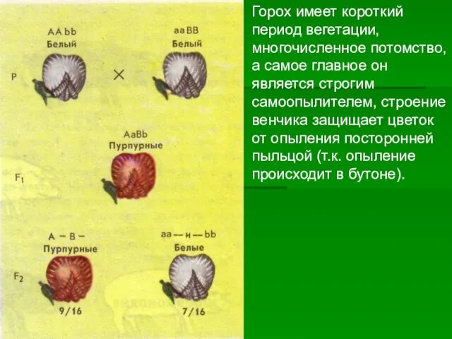 Горох имеет короткий период вегетации, многочисленное потомство, а самое главное он является