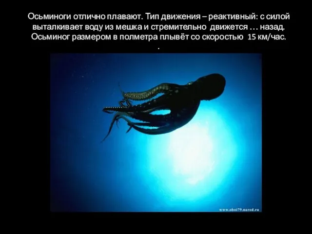 Осьминоги отлично плавают. Тип движения – реактивный: с силой выталкивает воду из