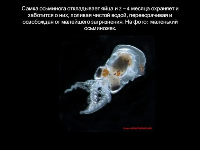 Самка осьминога откладывает яйца и 2 – 4 месяца охраняет и заботится