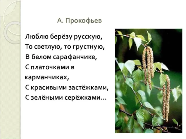 А. Прокофьев Люблю берёзу русскую, То светлую, то грустную, В белом сарафанчике,