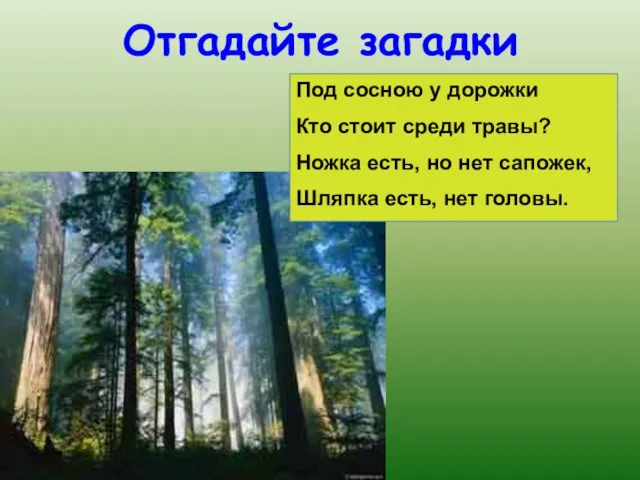 Отгадайте загадки Под сосною у дорожки Кто стоит среди травы? Ножка есть,