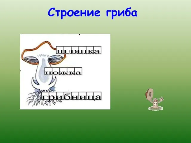 Строение гриба шляпка ножка грибница