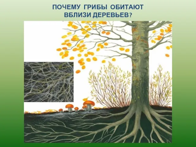 ПОЧЕМУ ГРИБЫ ОБИТАЮТ ВБЛИЗИ ДЕРЕВЬЕВ?