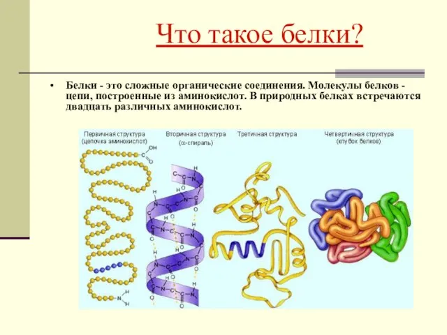 Что такое белки? Белки - это сложные органические соединения. Молекулы белков -