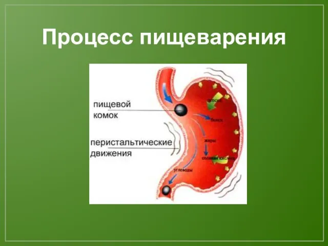 Процесс пищеварения