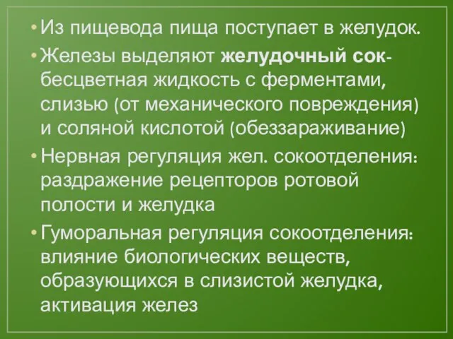 Из пищевода пища поступает в желудок. Железы выделяют желудочный сок- бесцветная жидкость