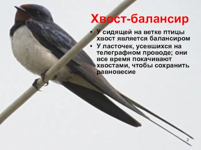 Хвост-балансир У сидящей на ветке птицы хвост является балансиром У ласточек, усевшихся