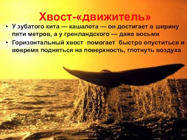 Хвост-«движитель» У зубатого кита — кашалота — он достигает в ширину пяти