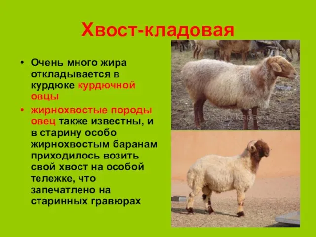 Хвост-кладовая Очень много жира откладывается в курдюке курдючной овцы жирнохвостые породы овец