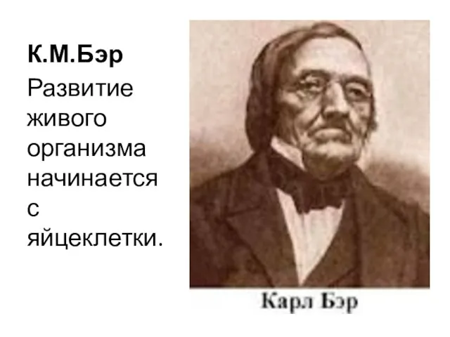 К.М.Бэр Развитие живого организма начинается с яйцеклетки.