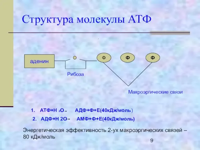 Структура молекулы АТФ аденин Ф Ф Ф Рибоза Макроэргические связи АТФ+Н 2О