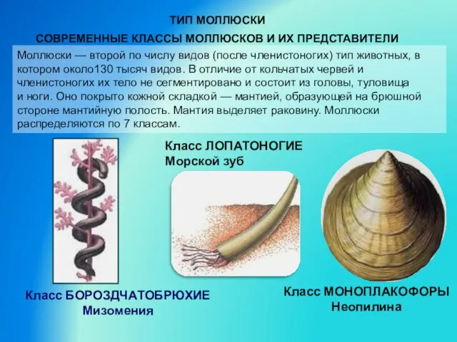 Моллюски — второй по числу видов (после членистоногих) тип животных, в котором