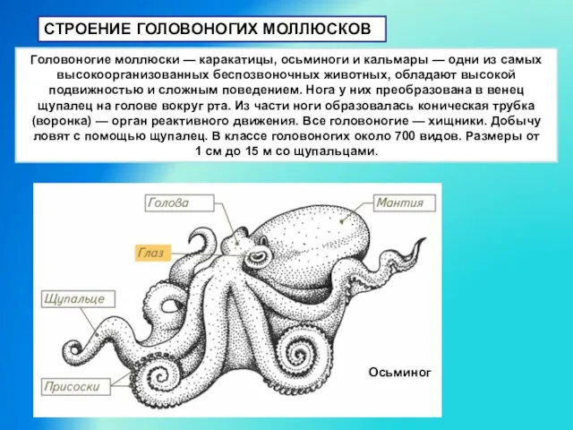 СТРОЕНИЕ ГОЛОВОНОГИХ МОЛЛЮСКОВ Головоногие моллюски — каракатицы, осьминоги и кальмары — одни