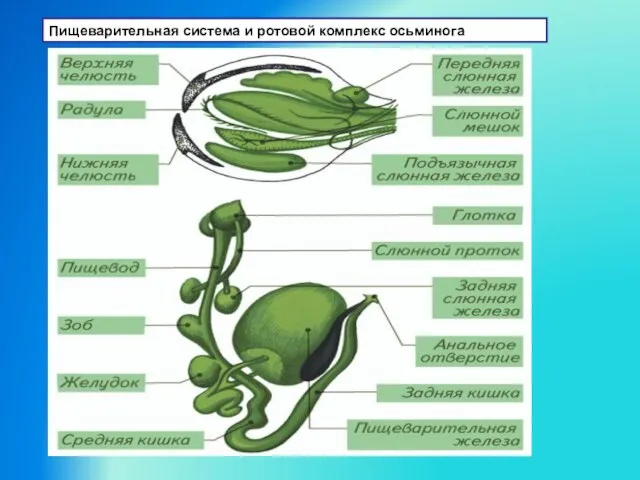 Пищеварительная система и ротовой комплекс осьминога