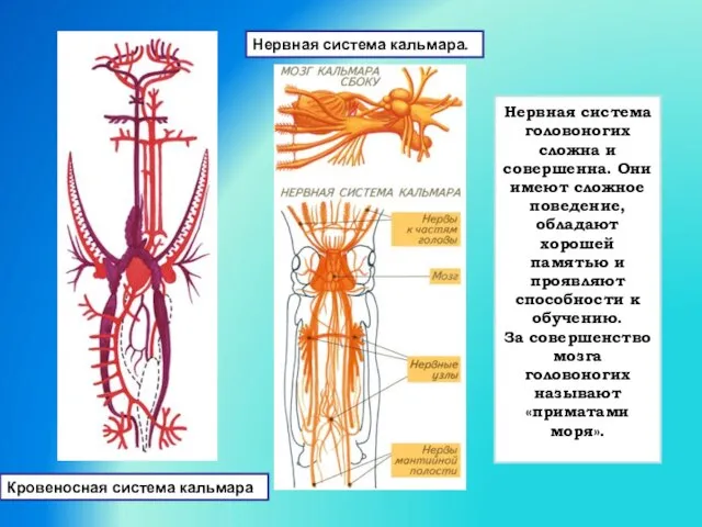 Нервная система кальмара. Нервная система головоногих сложна и совершенна. Они имеют сложное