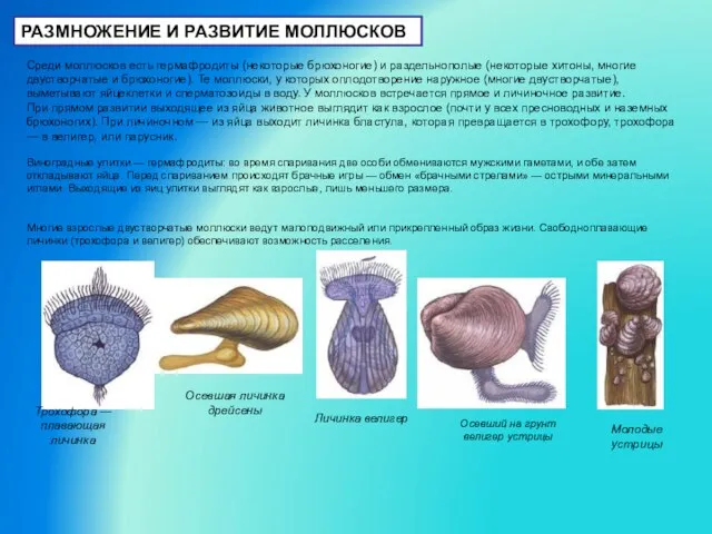 РАЗМНОЖЕНИЕ И РАЗВИТИЕ МОЛЛЮСКОВ Среди моллюсков есть гермафродиты (некоторые брюхоногие) и раздельнополые