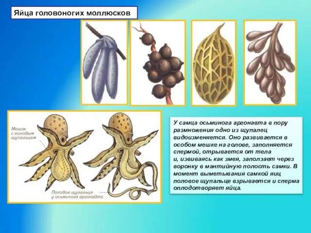 Яйца головоногих моллюсков У самца осьминога аргонавта в пору размножения одно из