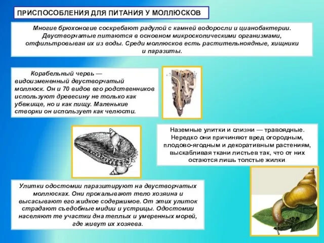 ПРИСПОСОБЛЕНИЯ ДЛЯ ПИТАНИЯ У МОЛЛЮСКОВ Многие брюхоногие соскребают радулой с камней водоросли