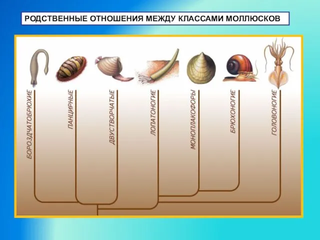 РОДСТВЕННЫЕ ОТНОШЕНИЯ МЕЖДУ КЛАССАМИ МОЛЛЮСКОВ