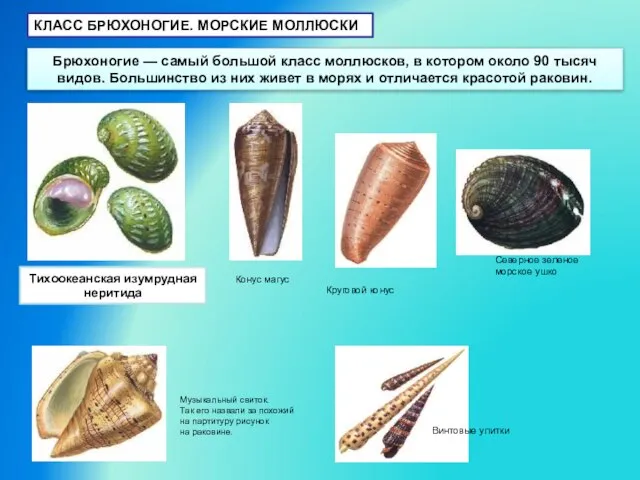 КЛАСС БРЮХОНОГИЕ. МОРСКИЕ МОЛЛЮСКИ Брюхоногие — самый большой класс моллюсков, в котором