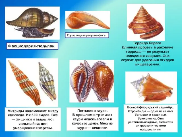 Фасциолярия-тюльпан Грушевидная ракушка-фига Торрида Хираса. Длинная прорезь в раковине торриды — не