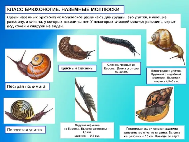 КЛАСС БРЮХОНОГИЕ. НАЗЕМНЫЕ МОЛЛЮСКИ Среди наземных брюхоногих моллюсков различают две группы: это