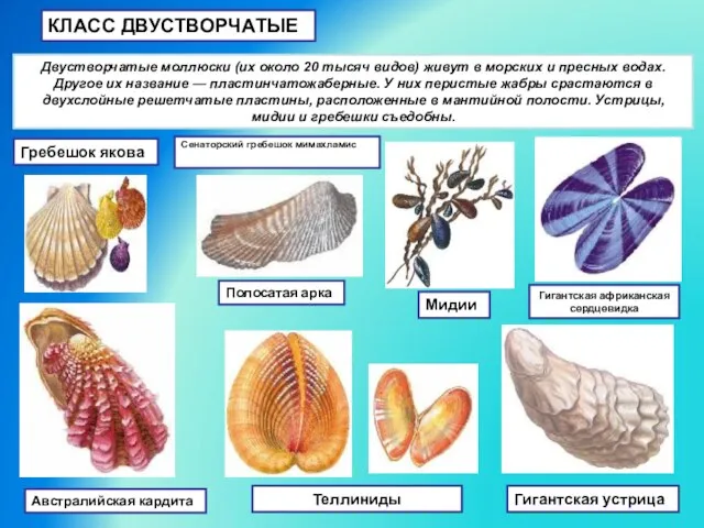 КЛАСС ДВУСТВОРЧАТЫЕ Двустворчатые моллюски (их около 20 тысяч видов) живут в морских