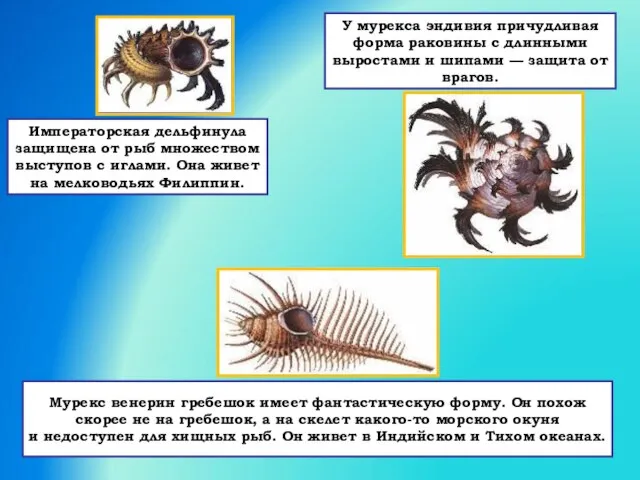 Императорская дельфинула защищена от рыб множеством выступов с иглами. Она живет на