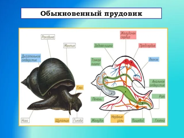 Обыкновенный прудовик